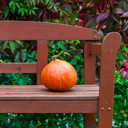 Fresh orange pumpkin on wooden garden benchの写真素材