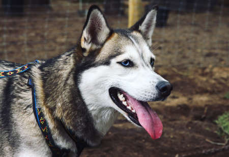 Close up of Siberian husky dog with blue eyes looking aheadの写真素材