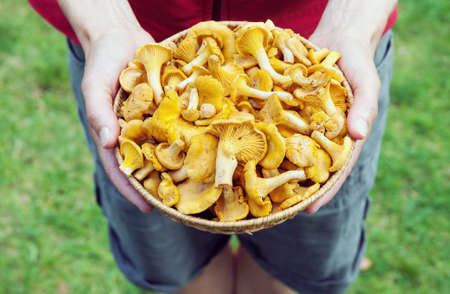 Female hands holding a basket with freshly picked chanterelle mushrooms. Top view real life pictureの写真素材