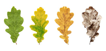 Collection of seasonal specific oak leaves isolated on white background, flat lay life cycle conceptの写真素材