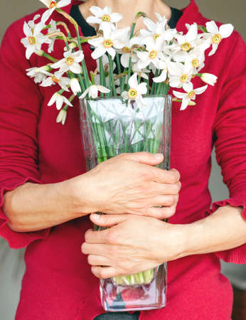 Anonymous middle age woman holding glass vase with narcissus flowers. Close up on woman hands with flower pot and fresh bouquetの写真素材