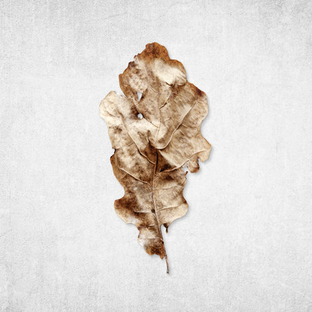 Old rotten oak leaf isolated on distressed gray  concrete background, flat lay before and after conceptの写真素材