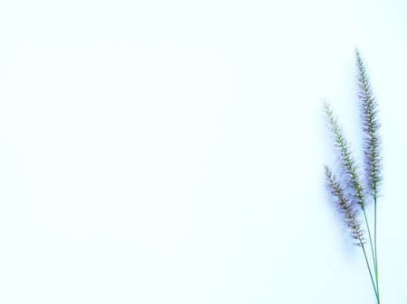 green leaves on white background simulating a space for summerの写真素材