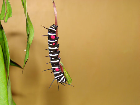 hanging caterpillarの写真素材
