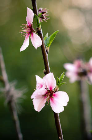 Almond flowers blooming in the bush.の写真素材