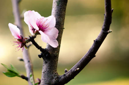 Almond flower blooming in the bush.の写真素材