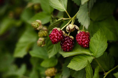 Raspberries growing in the plant.の写真素材