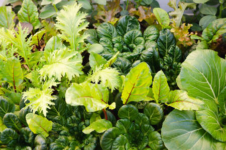 Vegetables growing in a vegetable garden.の写真素材