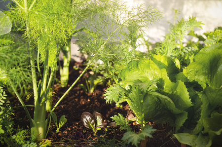 Vegetables growing in a vegetable garden.