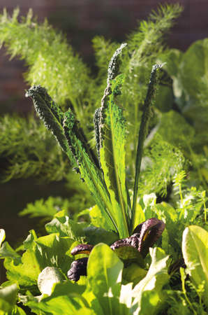 Vegetables growing in a vegetable garden.の写真素材