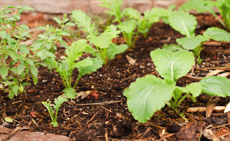 Organic vegetable garden in early spring. Close-up of young seedlings.の写真素材