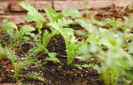 Closeup of young green sprouts growing in a vegetable garden.の写真素材