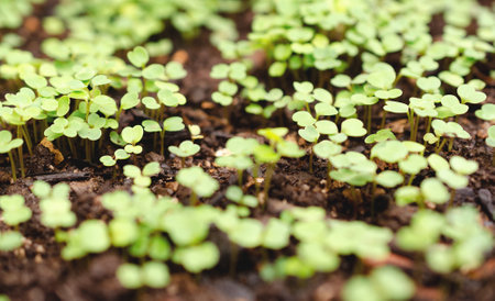 Young arugula seedlings in the ground - selective focus, shallow DOFの写真素材