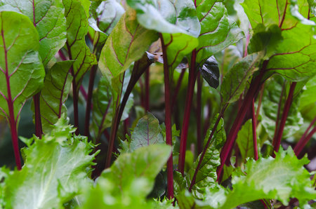 Close up of beetroot leaves in the garden.