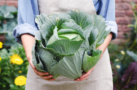 Young woman holding and organic cabbage in an urban garden.の写真素材