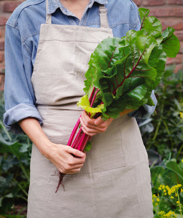 A woman in an apron holding a bunch of beetroot leaves in an urban garden.の写真素材