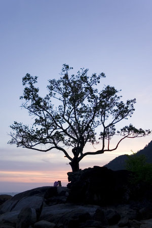 A couple kisses under a tree during sunset by the rocky beachの写真素材