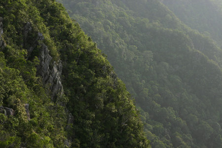 Hillside-Lush vegetation of tropical mountain slopes