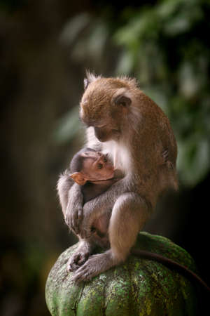 Mother macaque monkey breastfeeding her の写真素材