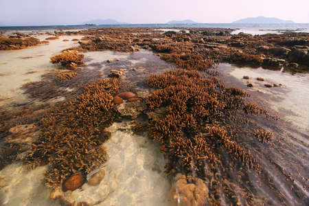 Pristine coral reefs exposed during low tide, Malaysiaの写真素材