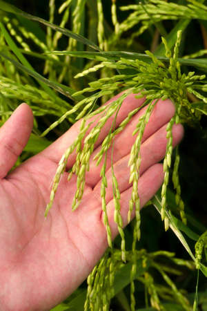 Hand holding young unharvested paddyの写真素材