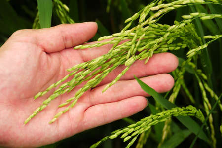 Hand holding young unharvested paddyの写真素材