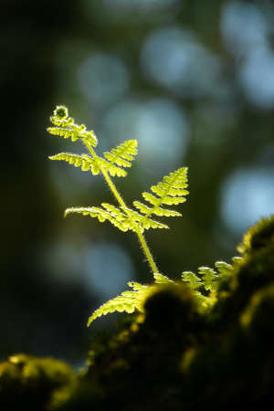 Young healthy fern growing in the sunlightの写真素材