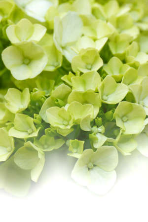 Soft dreamy green hydrangeas  Suitable for backgrounds の写真素材