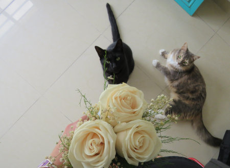 Country wedding. Vintage Country Wedding. Vintageの写真素材