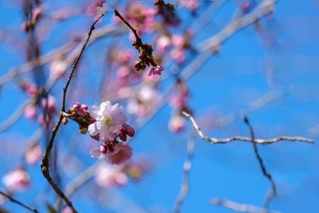 The First flowering .Sakura