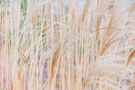 Natural pattern dry reed in the parkの写真素材