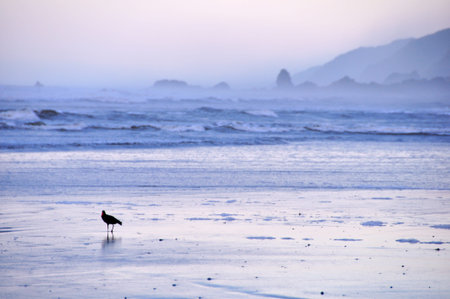 Lone Birdの写真素材