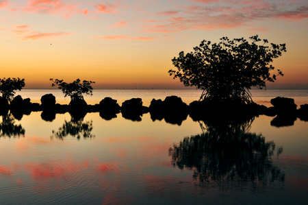 Mangrove Reflectionsの写真素材