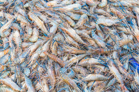 Fresh Giant Thai river prawn shimp are on saleの写真素材