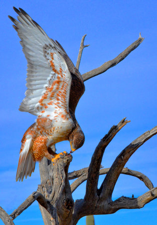 Ferruginous Hawkの写真素材