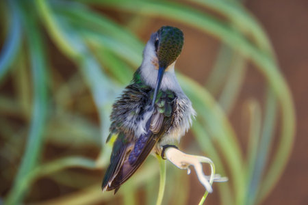 Hummingbird Grooming Feathersの写真素材