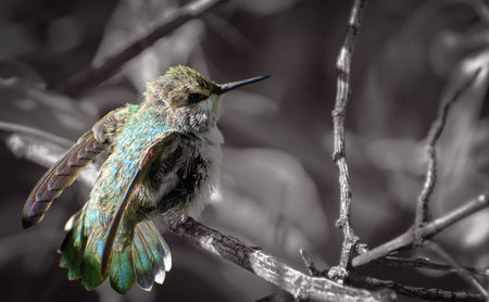 Fledgling Hummingbird Stretching Wingsの写真素材