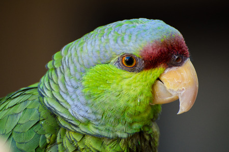 Lilac-crowned Amazon Parrot Portraitの写真素材