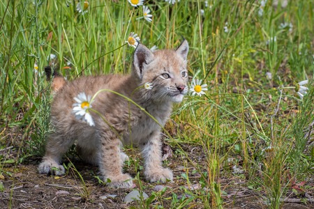 Siberian Lynx Kitten and Daisiesの写真素材