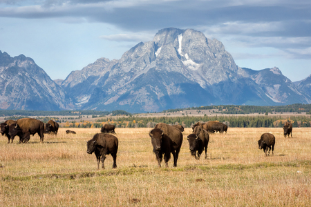 Tetons and Bison Herd in Fallの写真素材