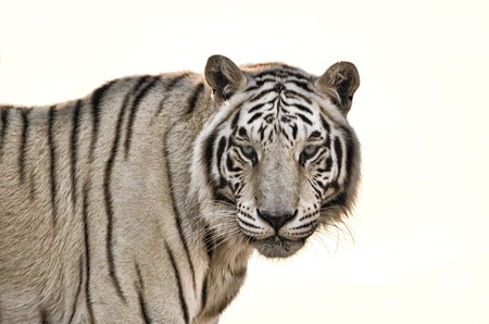 White Tiger isolated on White Backgroundの写真素材