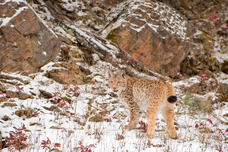 Siberian Lynx Cub Kitten in the Snow 2の写真素材
