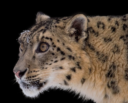 Portrait of Snow Leopard on Isolated Black Background