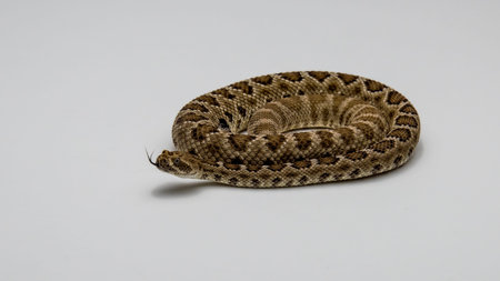 Santa Catalina Rattlesnake isolated on White Background