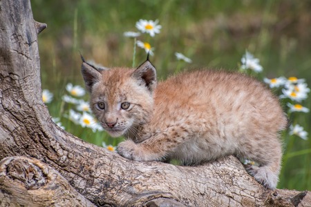 Siberian Lynx Kitten Perched on a Log and Surrounded by Daisiesの写真素材
