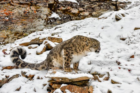 Snarling Snow Leopard perched on a Ledge in the Snowの写真素材