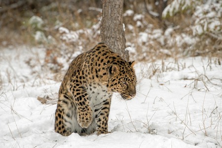 Amur Leopard lifting his Paw from the Snowの写真素材