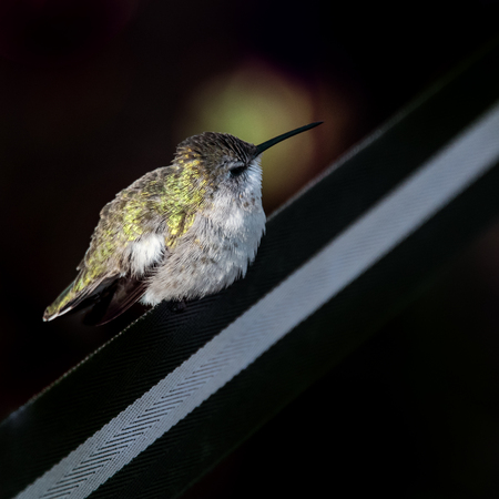 Female Hummingbird perched on Retractable Barrier Tapeの写真素材