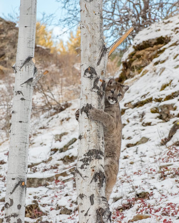 Mountain Lion Cub Climbing a Birch Tree in Winterの写真素材
