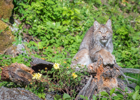 Canada Lynx Sitting on Top of a Hollow Log